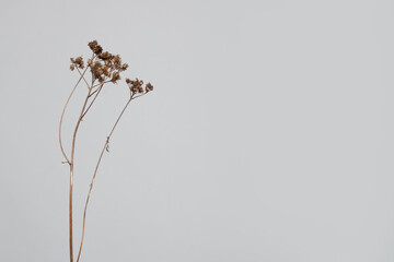 Minimal composition with beige dried flower on light grey background
