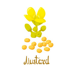 Mustard flowers and seeds on a white background. Cartoon design.

