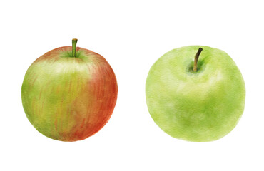 Drawing green and red apples. Watercolor illustration with fresh fruit. Juicy organic food isolated on white background