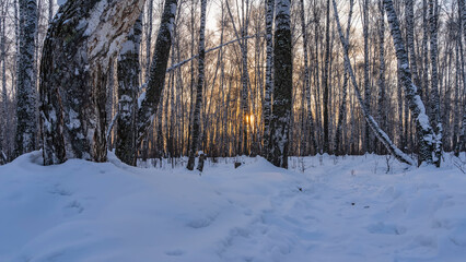 Winter birch grove. The morning sun shines through the white trunks and bare branches of trees. The path is trampled in the snow between snowdrifts. Altai