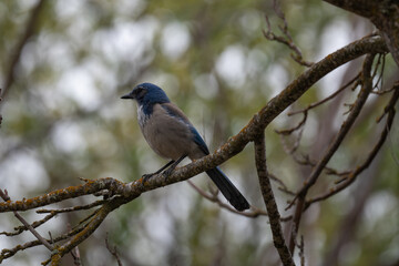 Fototapeta premium Bluejay in a tree with raindrops on its back