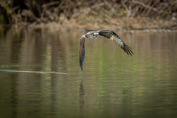 北海道の5月、ミサゴの飛翔。
