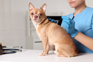 Veterinary holding acupuncture needle near dog's back in clinic, closeup. Animal treatment - obrazy, fototapety, plakaty