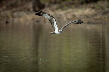 北海道の5月、ミサゴの飛翔。