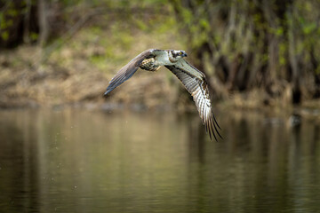 北海道の5月、ミサゴの飛翔。