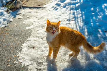 Homeless cats begging for food in winter. Problem of homeless, stray and abandoned animals. problem...
