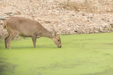 Fototapeten Young roe deer drinking water in the marsh © tonguy324