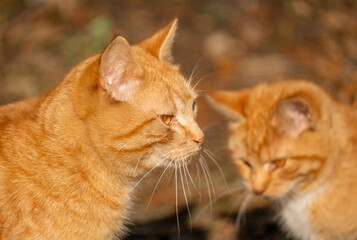 Fototapeta na wymiar two ginger red cats. Fluffy ginger cats. close up. Red tabby cat