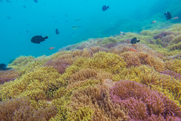 Naklejka na ściany i meble Beautiful coral reef and fish in Thai sea