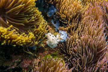 Fototapeta na wymiar Nudibranch in the sea anemone colonies, natural sea 
