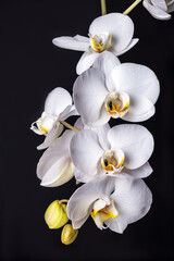 Fototapeta na wymiar Close-up of beautiful white phalaenopsis orchid flowers on black background. Indoor plants, home decor. Selective focus.