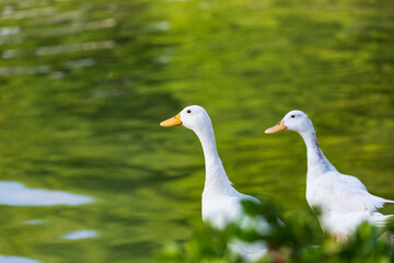 Naklejka na ściany i meble A pair of White ducks on a river with bokeh background. This image shows cute ducks. The duck are swimming in a small lake. Side view of a Mallard floating on the water. Duck in water, Selective focus