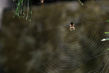 spider web on a blurred natural dark green background. Selective focus