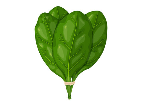Spinach. Tasty fresh herb green leaves. Healthy vegetarian food.