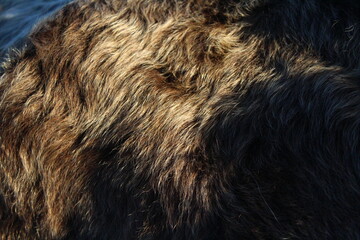 Grey cow's fur close-up 