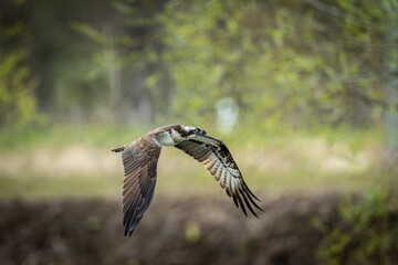 北海道の5月、ミサゴの飛翔。
