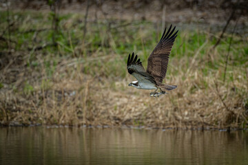 北海道の5月、ミサゴの飛翔。
