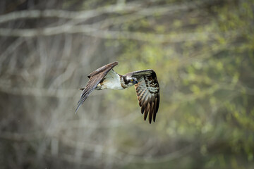 北海道の5月、ミサゴの飛翔。
