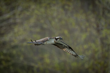 北海道の5月、ミサゴの飛翔。
