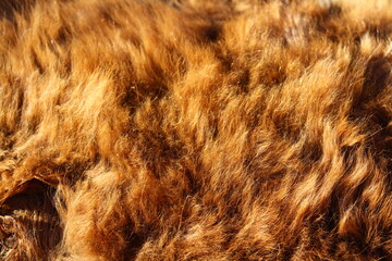 Cow fur texture background