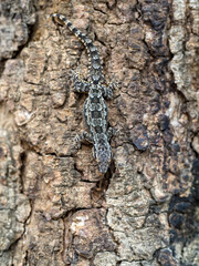 tropical forest gecko perched on a tree
