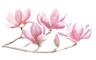 Fototapeta na wymiar watercolor pink blooming magnolia flower, blooming magnolia branch