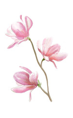 watercolor pink blooming magnolia flower, blooming magnolia branch