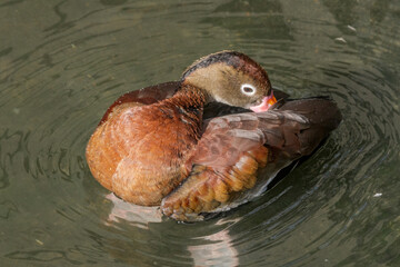 Black-bellied Whistling Duck (Dendrocygna autumnalis) in park