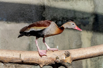 Black-bellied Whistling Duck (Dendrocygna autumnalis) in park