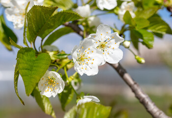 Flowers on the cherry tree.