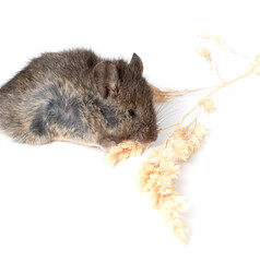 The mouse eats a spikelet on a white background.