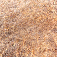 Camel's fur as an abstract background.