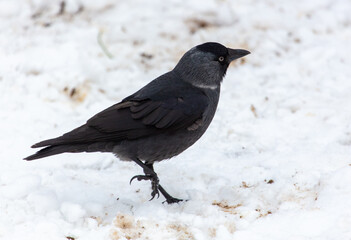 Crow on the snow in winter