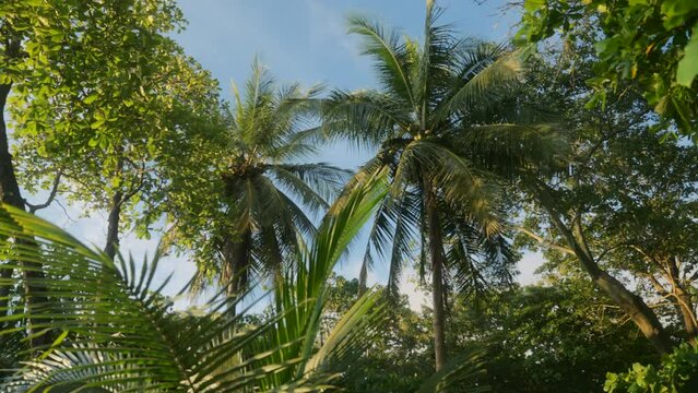 Tropical jungle and palm trees at Playa Santa Teresa in Costa Rica - pan view