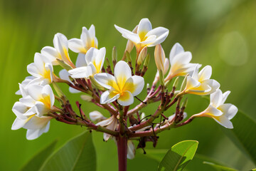 Fototapeta na wymiar White plumeria flower with shallow focus in nature garden. Non-native but beautiful flower in Ethiopia