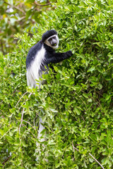 Black and White monkey Mantled Guereza (Colobus guereza), in natural habitat near Lake Awassa, Ethiopia, Africa wildlife