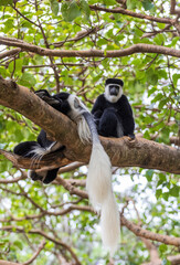 Black and White monkey Mantled Guereza (Colobus guereza), in natural habitat near Lake Awassa, Ethiopia, Africa wildlife