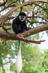 Young black and white monkey Mantled Guereza (Colobus guereza), in natural habitat near Lake Awassa, Ethiopia, Africa wildlife