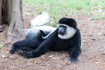 Black and White monkey Mantled Guereza (Colobus guereza), in natural habitat near Lake Awassa, Ethiopia, Africa wildlife