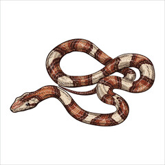 Hand drawn twisted snake isolated on white background. vintage engraved illustration. 