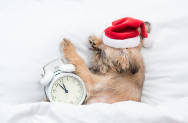 Brussels Griffon puppy wearing  red santa hat sleeps with alarm clock on a bed under white blanket...