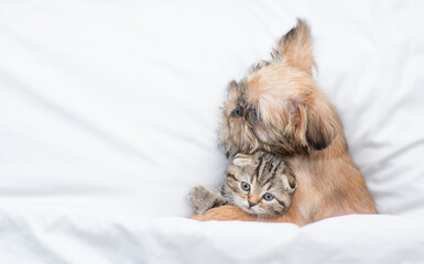 Lovely Brussels Griffon puppy hugs tiny tabby fold kitten under white warm blanket on a bed at...
