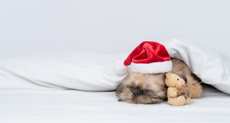 Tired Brussels Griffon puppy wearing  red santa hat sleeps with toy bear on a bed under white warm blanket at home. Empty space for text