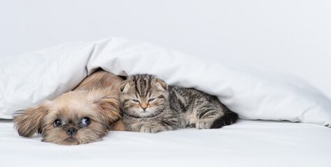 Sleepy Brussels griffon puppy and tiny kitten lying together under warm blanket on a bed at home. Empty space for text