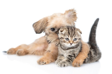 Brussels Griffon puppy hugs tiny tabby fold kitten. Isolated on white background