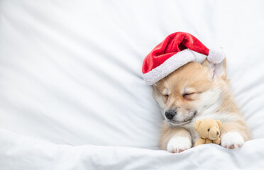 Fototapeta na wymiar Pembroke welsh corgi puppy wearing red santa hat hugs toy bear and sleeps on a bed under white blanket at home. Top down view. Empty space for text