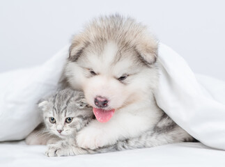 Cute Alaskan malamute puppy hugs fold kitten under warm blanket on a bed at home
