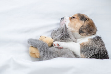 Beagle puppy hugs tiny kitten Pet sleep with toy bear under a white blanket on a bed at home. Top...