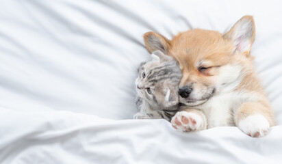 Sleepy Pembroke Welsh corgi puppy lying with tiny fold kitten under white warm blanket on a bed at home. Top down view. Empty space for text
