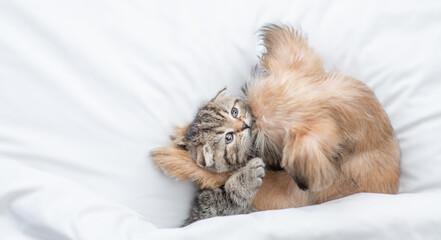 Lovely Brussels Griffon puppy hugs tiny tabby kitten under white warm blanket on a bed at home. Top down view. Empty space for text